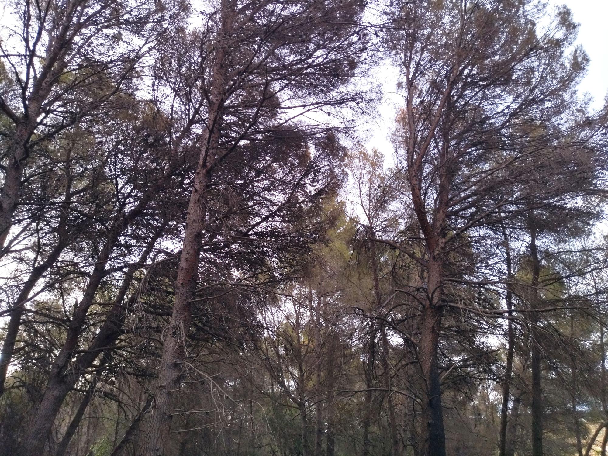 La lluvia refresca el bosque calcinado por el enésimo incendio en el Montgó