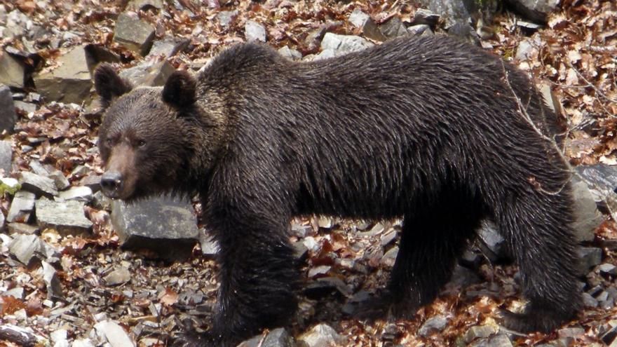 El oso pardo vive de forma “constante” en zonas de Galicia