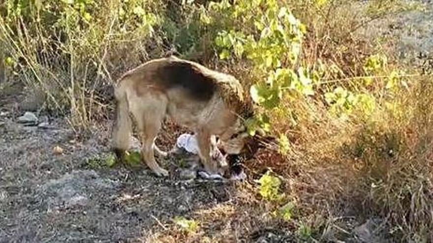 El pastor alemán intentando socorrer a su compañero, un pequeño chihuahua.