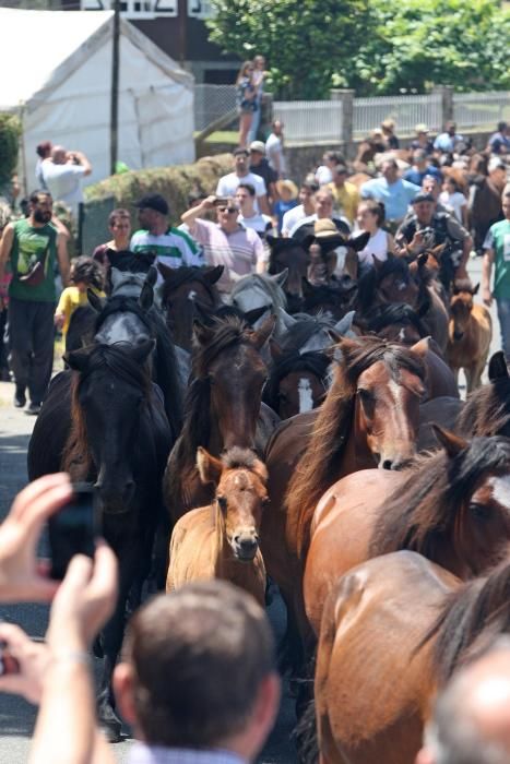 Miles de personas presencian en Sabucedo los curros - La manada llegó al pueblo al mediodía.