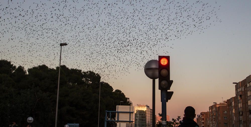 Invadidos por los estorninos en Alicante