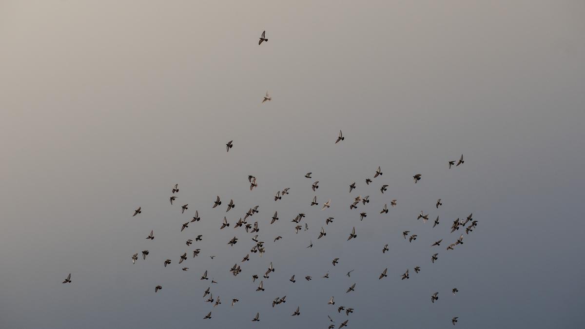 Bandada de pájaros en el cielo nublado de Zamora