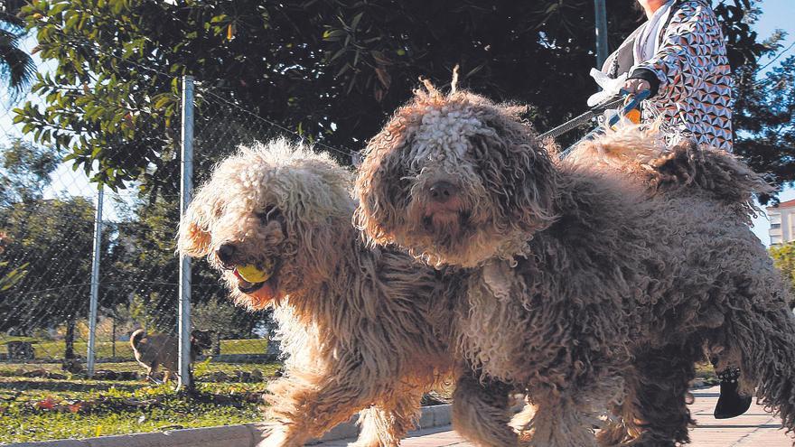 Málaga pone más de 400 multas por no recoger las heces de los perros o no estar censados