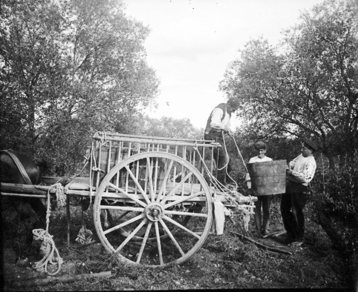 Fent la verema a les vinyes del Roure de Pont de Molins, a principi del segle XX.