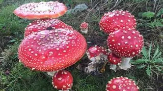 Galicia impulsa el Pacto del Gaiás por la Micología para proteger y explotar sus setas: "Son fundamentales para la vida"