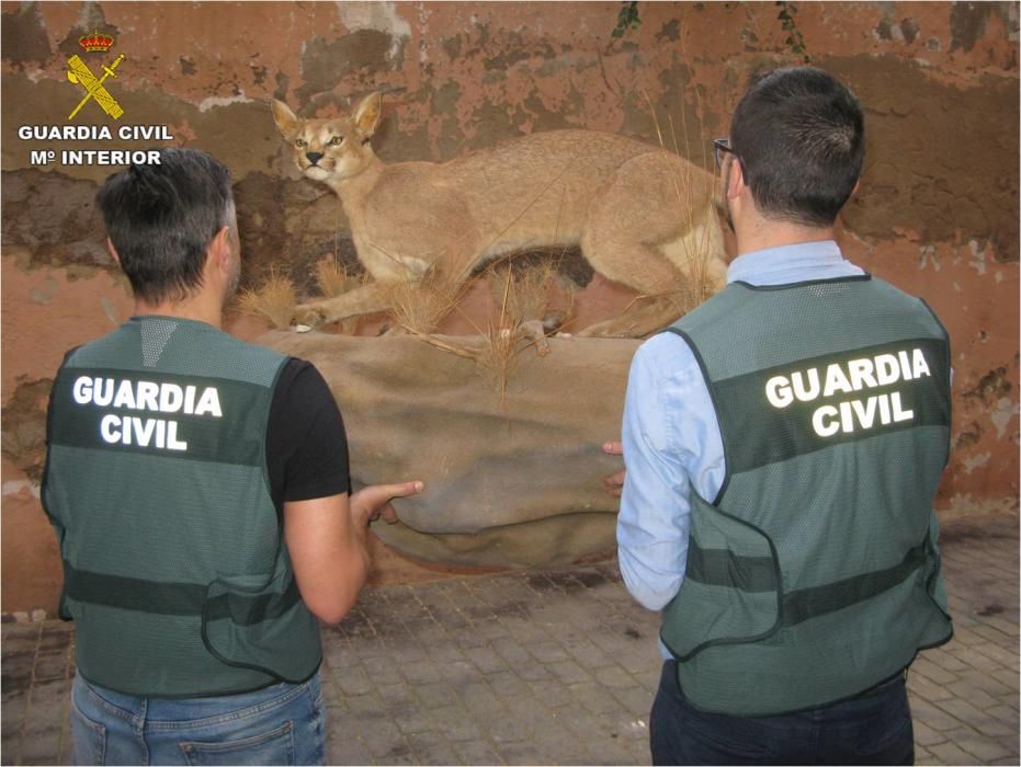 La Guardia Civil interviene varias piezas de especies protegidas y de marfil comercializadas por internet.