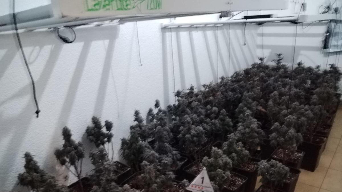 La plantació de marihuana descoberta a Figueres