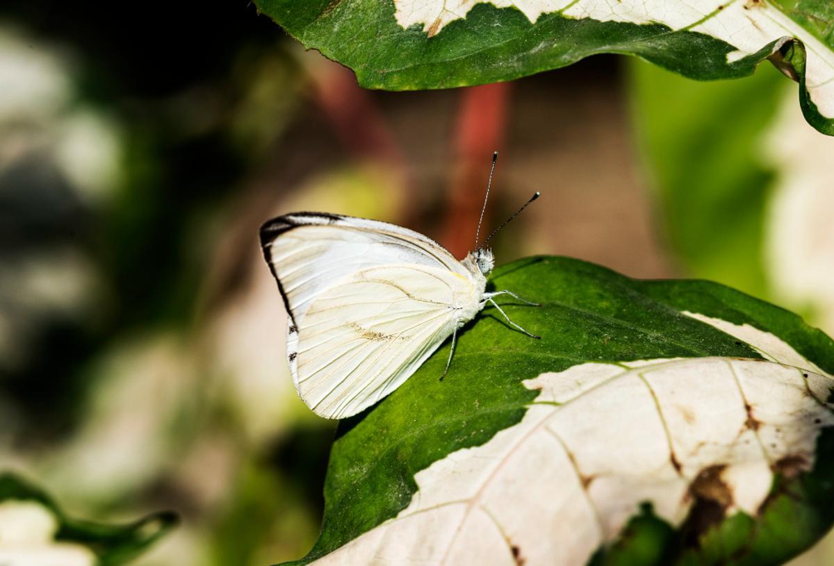 Mariposa blanca grande de Madeira.