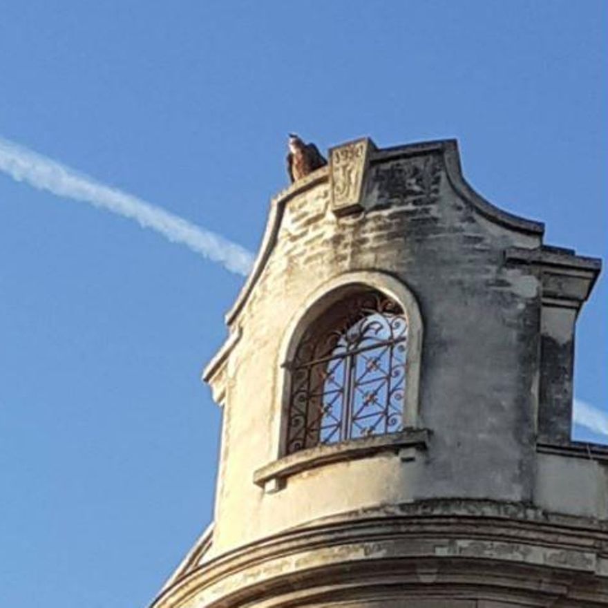 Rescatan a un buitre bebé en Chiva