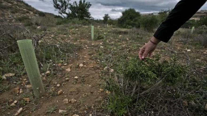 Voluntariado en el Clot de Galvany para limpieza y repoblación