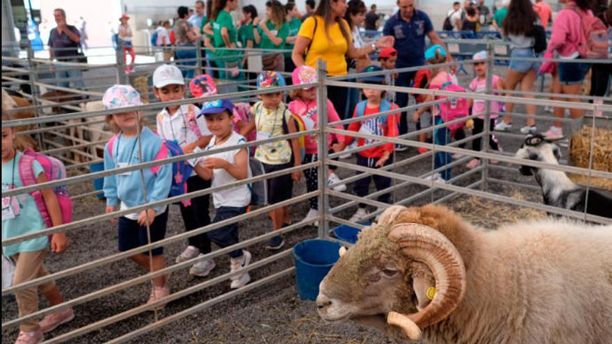 Un millar de escolares de los centros educativos de la Isla visitaron ayer Feaga.