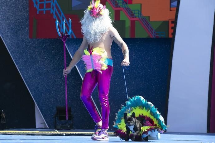 24.02.19. Las Palmas de Gran Canaria. Carnaval 2019. Concurso Carnaval Canino 2019. Noé Perera Santiago, presenta a Thara, con la fantasía "La perla de Brasil". Foto Quique Curbelo