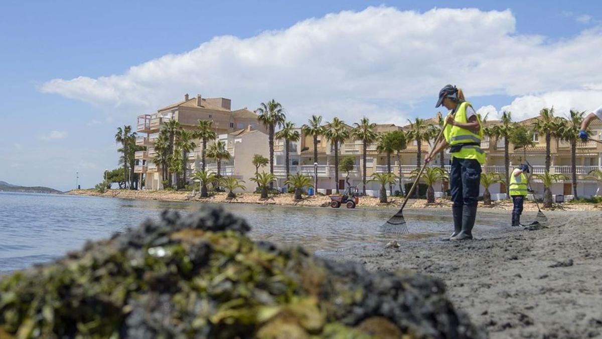 Trabajadoras limpiando ayer de fango y algas la orilla del Mar Menor en la Playa de las Antillas de La Manga. | IVÁN J. URQUÍZAR
