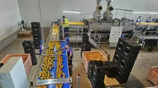El apoyo de empresas y trabajadores permite reabrir a medio gas el almacén de caquis que sufrió el robo de cable en Alcàntera