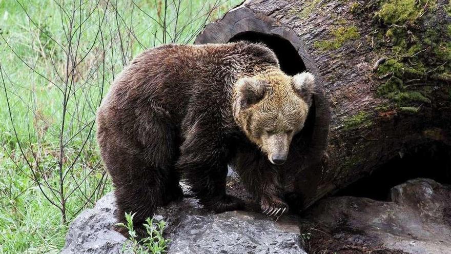 &quot;Paca&quot;, estos días, en el cercado de los valles del Trubia.