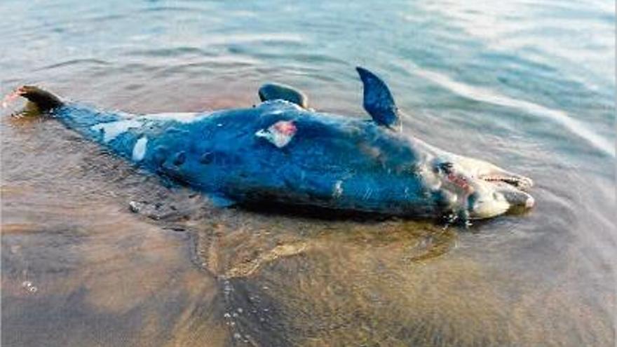Troben un dofí mort a la platja de Riells de l&#039;Escala