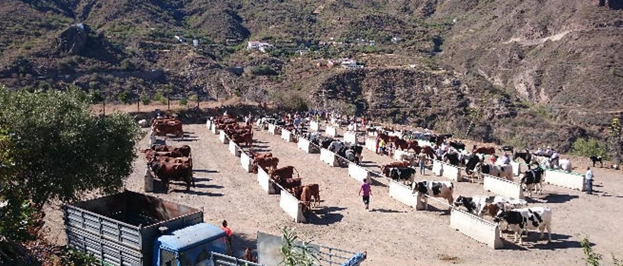 Exposición de animales en la feria de Tejeda, ayer.