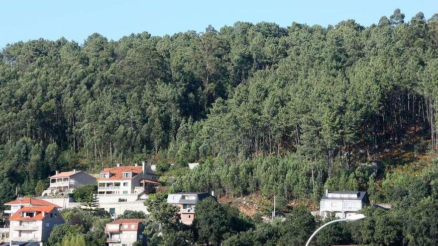 Un monte gallego plantado de eucaliptos.