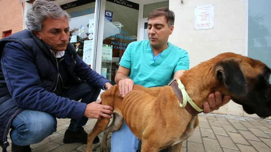 Uno de los perros rescatados en Alicante se encuentra en fase terminal