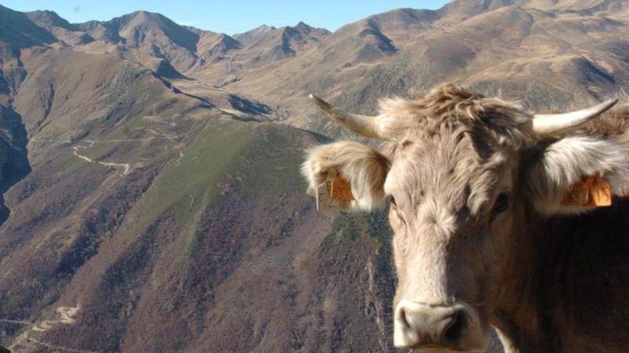 Detectado en Escocia un caso de vaca loca