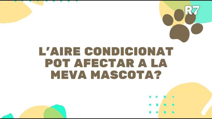 Marta Ferré de la clínica Veter7 us dona alguns consells per a cuidar la vostra mascota durant l'estiu