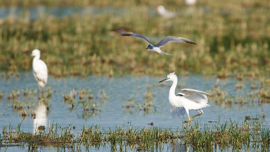 Vogelparadies s&#039;Albufera.