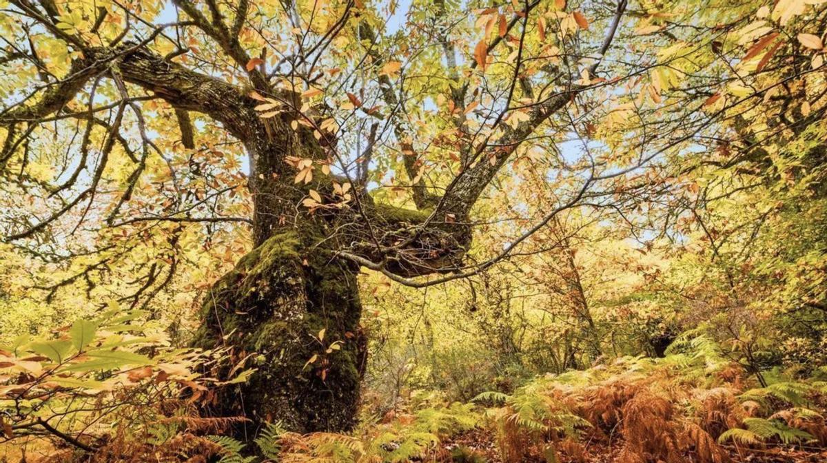 Valle del Ambroz: un otoño mágico al norte de Cáceres
