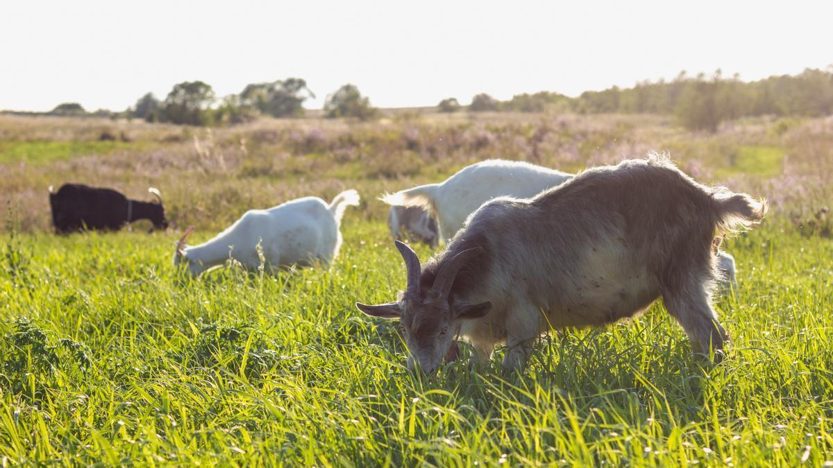 Dejad a las cabras en paz