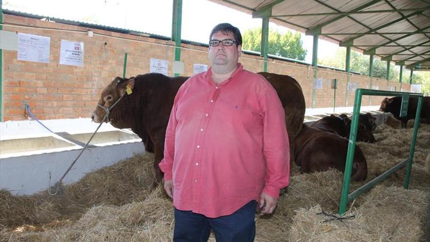 «La Limusina es la raza cárnica con más madres en el campo español»