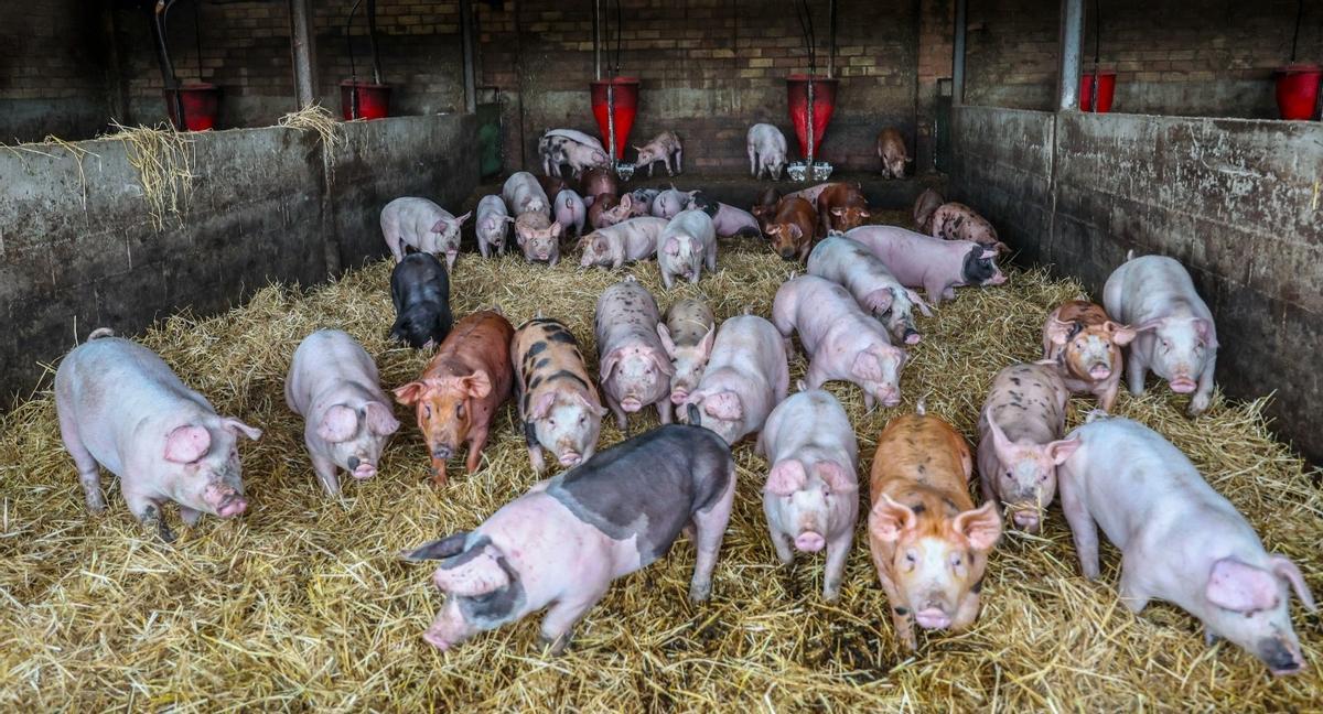 The pigs used to produce Hansifarra grow in Soler de n'Hug