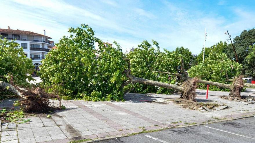 O Grove replantará los árboles de O Corgo en el Monte Central de A Toxa
