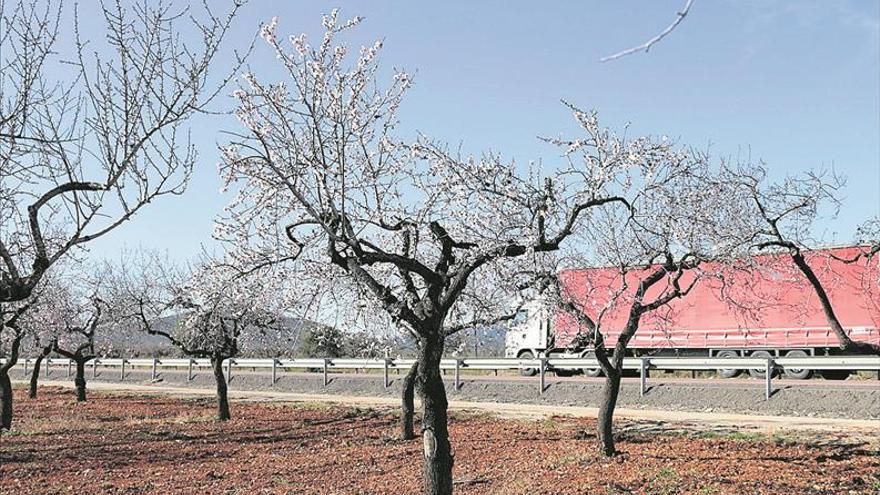 De bajo cero a &#039;primavera&#039; con los almendros en flor en Castellón