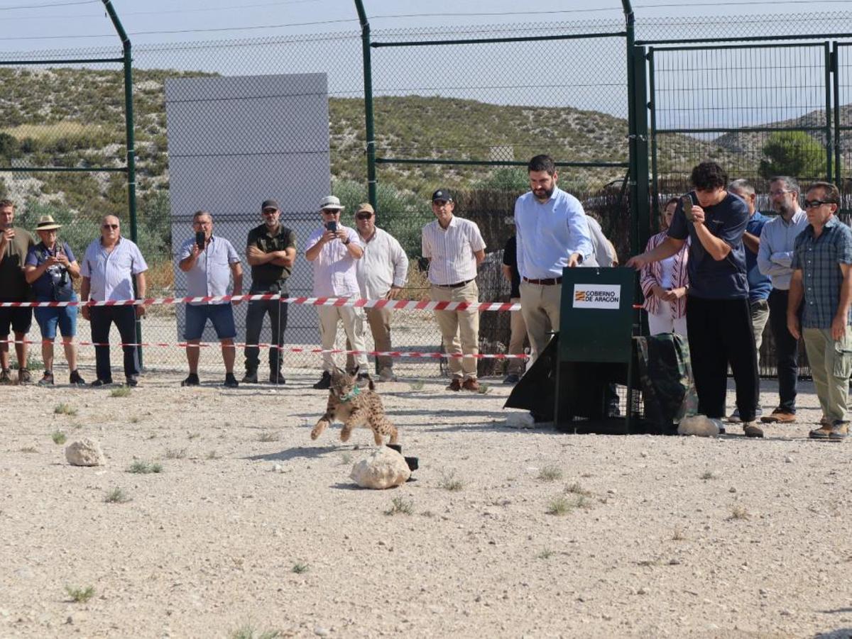 El lince que se ha liberado este jueves en Aragón.
