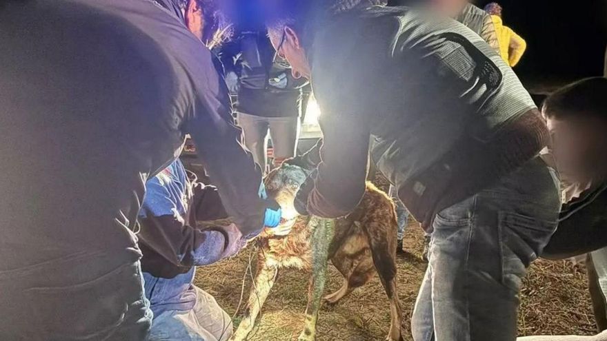 El pastor de La Hiniesta dueño de los perros que mataron a Arancha podría entrar en Topas