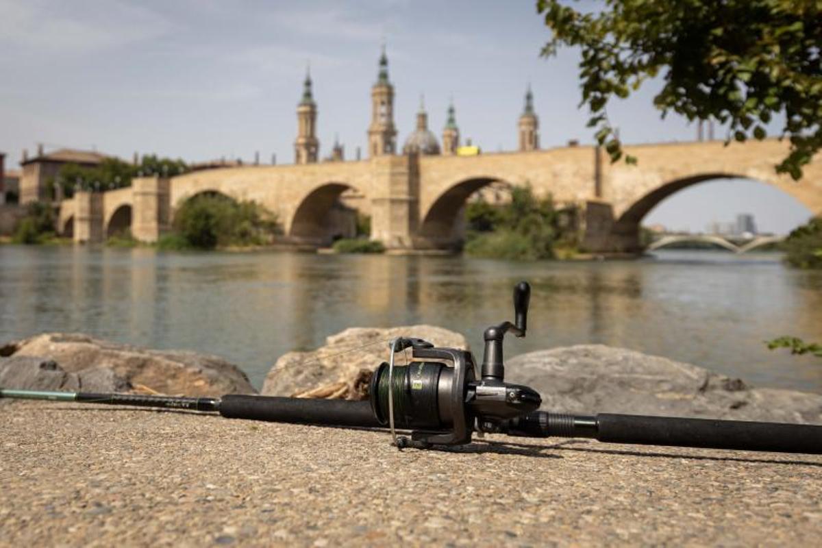 Detalle de una de las cañas en el Ebro.