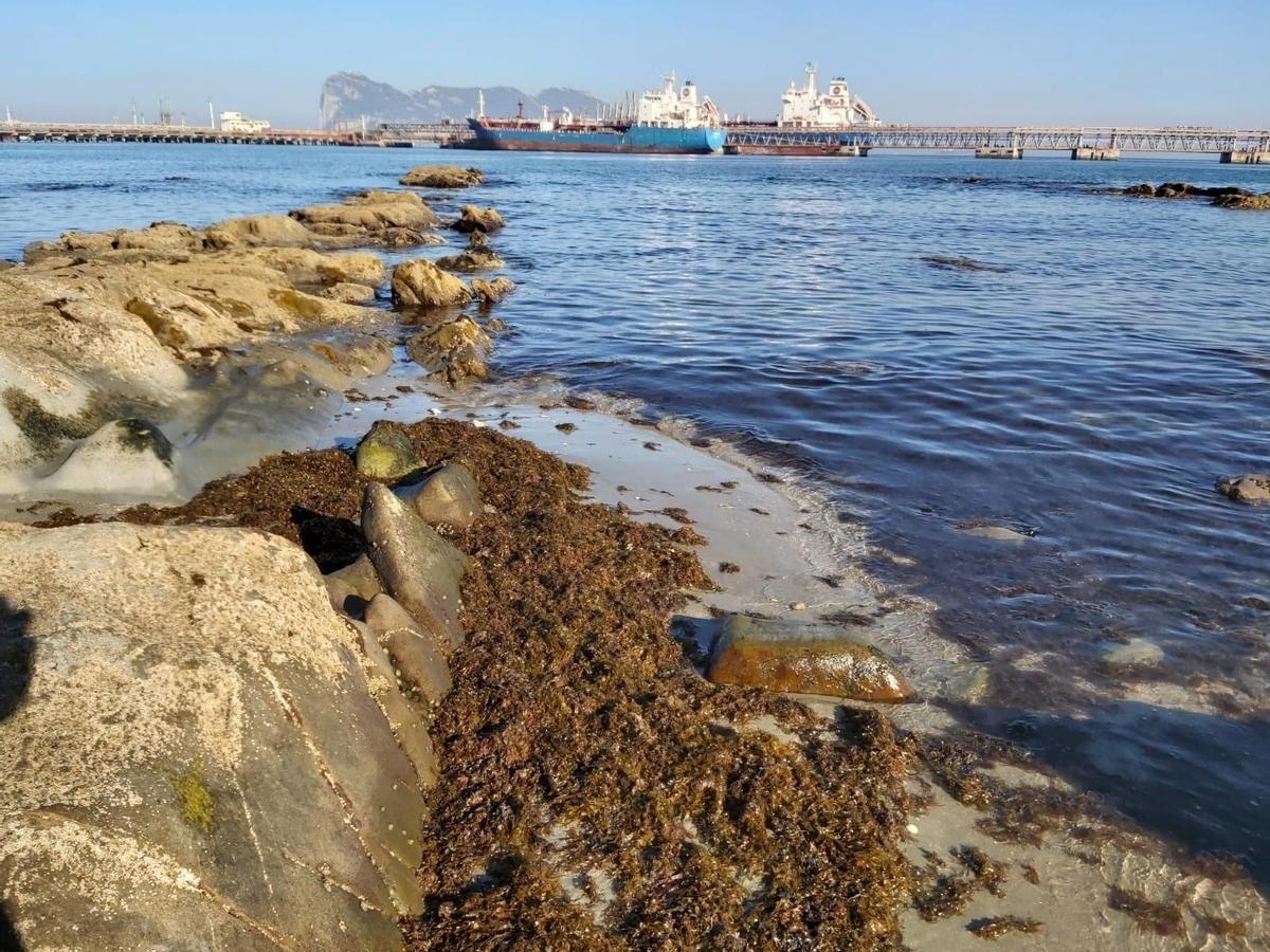 Alga invasora en una imagen de archivo en Algeciras