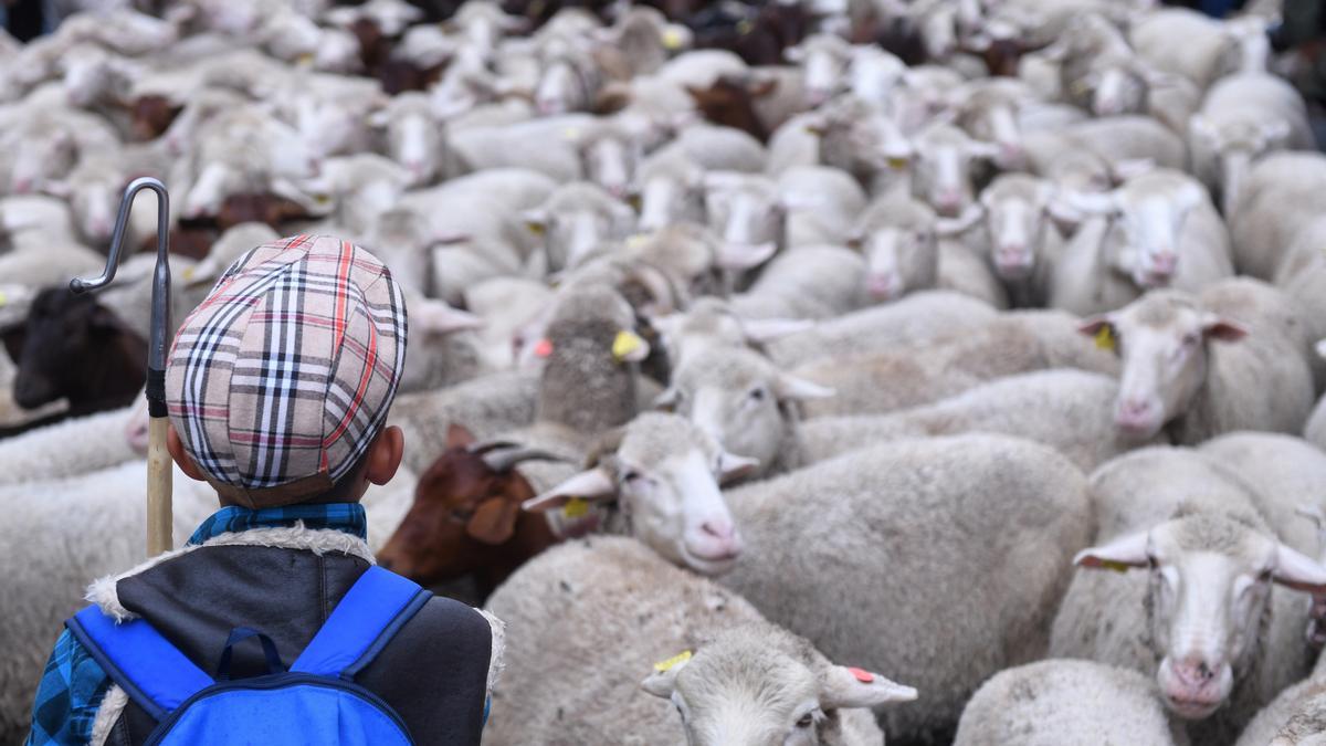 Un pastor con el rebaño de más de 1.000 ovejas que pasea por el centro de Madrid durante la Fiesta de la Trashumancia, en la plaza Mayor, a 23 de octubre de 2022, en Madrid (España).