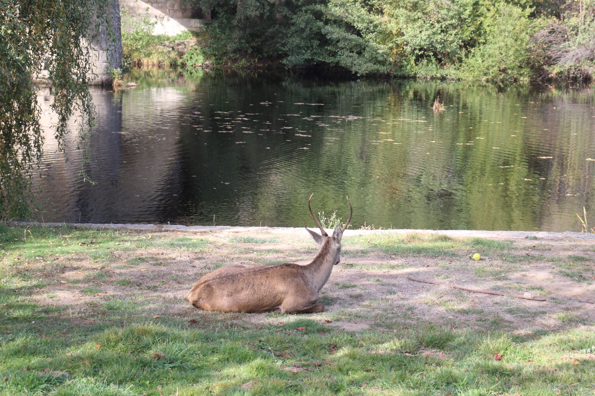 GALERÍA | Rescate de un ciervo enfermo en Puebla
