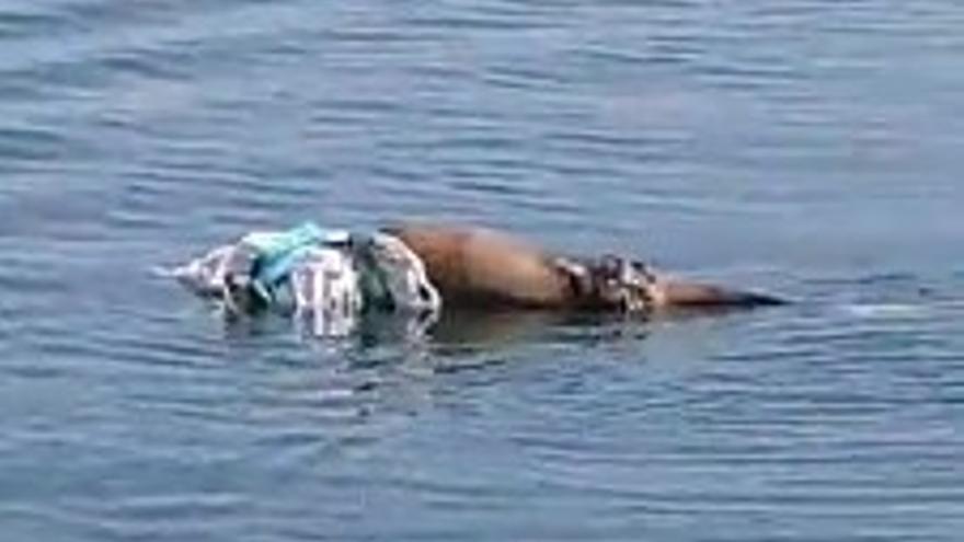 Aparece el cadáver de un delfín en la costa de Gijón