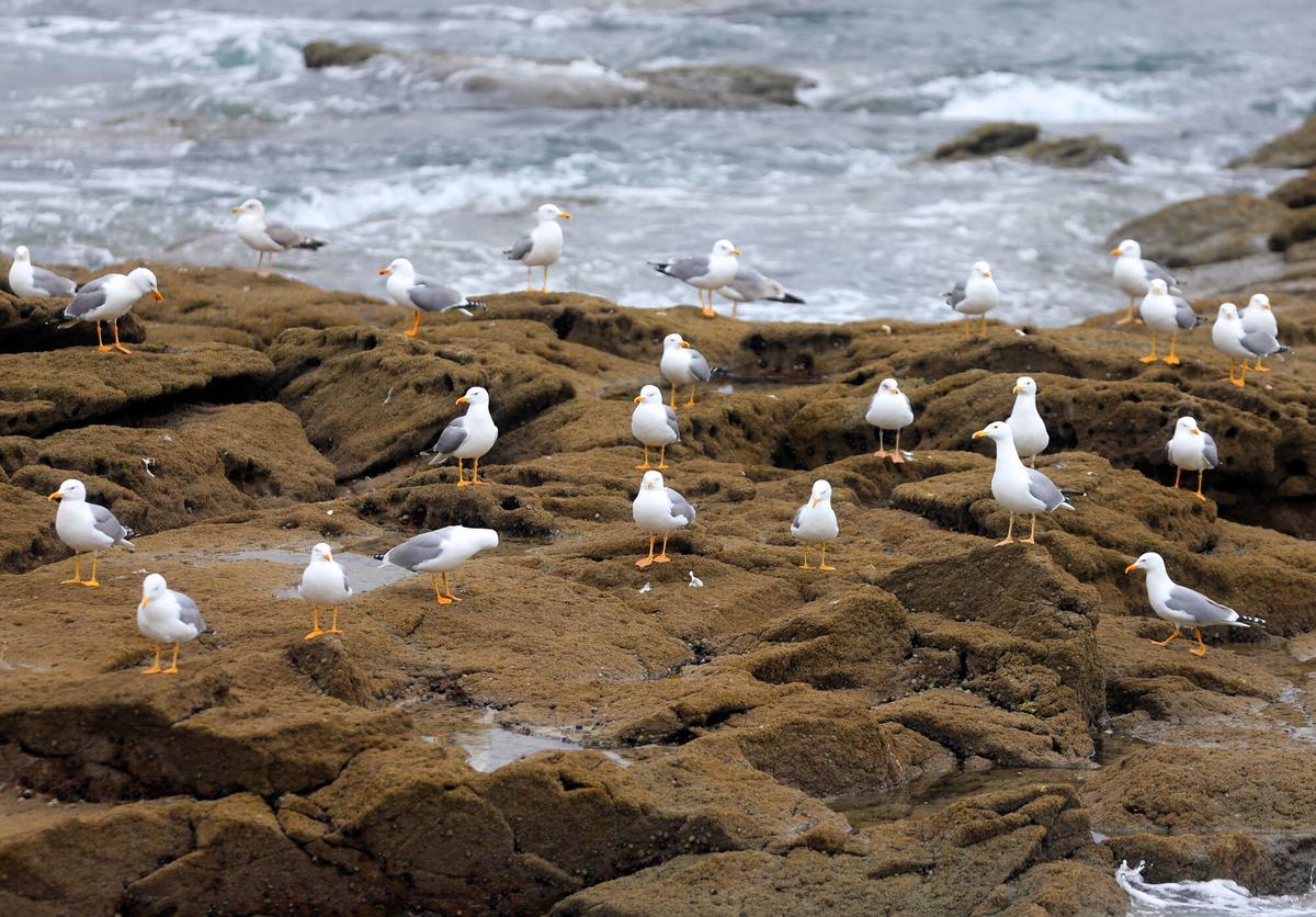 VIGO (ISLAS CIES). VISITA AL "PARQUE NACIONAL DAS ILLAS ATLANTICAS DE GALICIA", Y CONCRETAMENTE AL TRABAJO QUE SE HACE DURANTE TODO EL AÑO EN LAS ISLAS MONTEAGUDO O NORTE, Y MONTEFARO O MEDIO. GAVIOTAS PATIAMARILLAS. RECORRIDO POR LAS ISLAS CIES. PARQUE NACIONAL ISLAS ATLANTICAS. AGENTES MEDIOAMBIENTALES