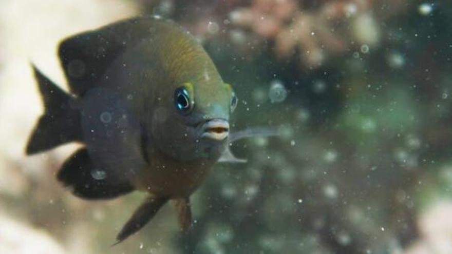 La domesticación animal no es solo humana: hay peces que doman camarones