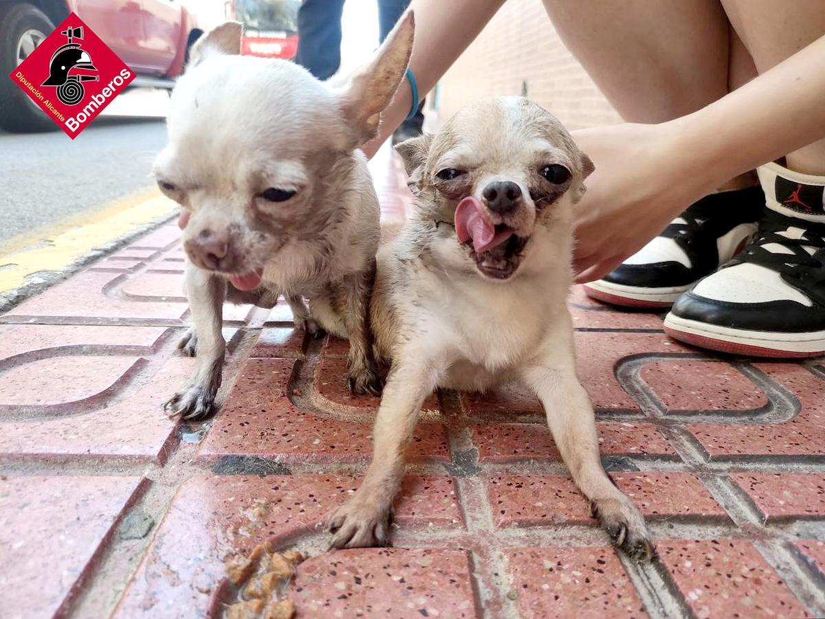 Los dos perros encontrados inconscientes vivienda incendiada por los bomberos.