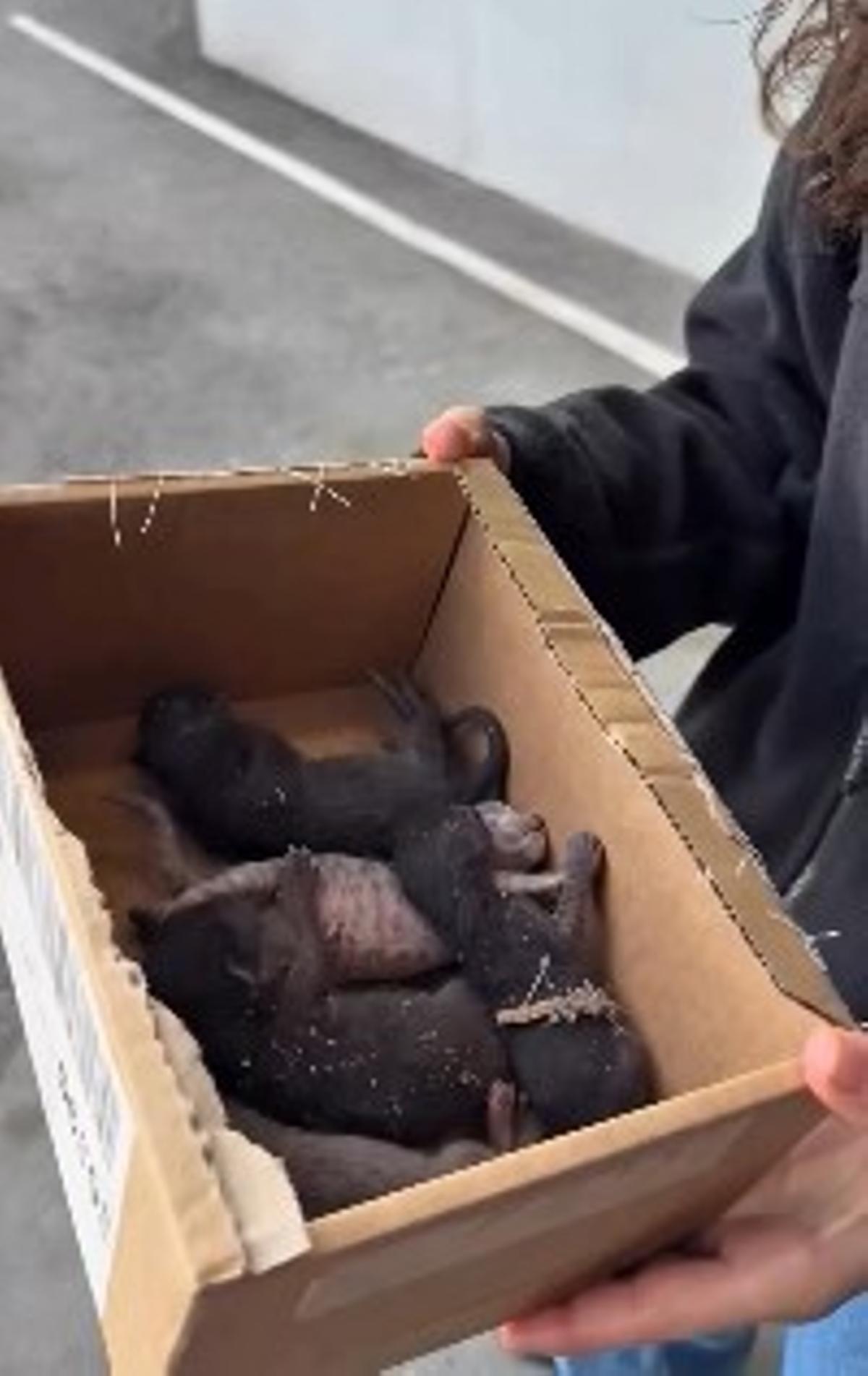 Las crías rescatadas.