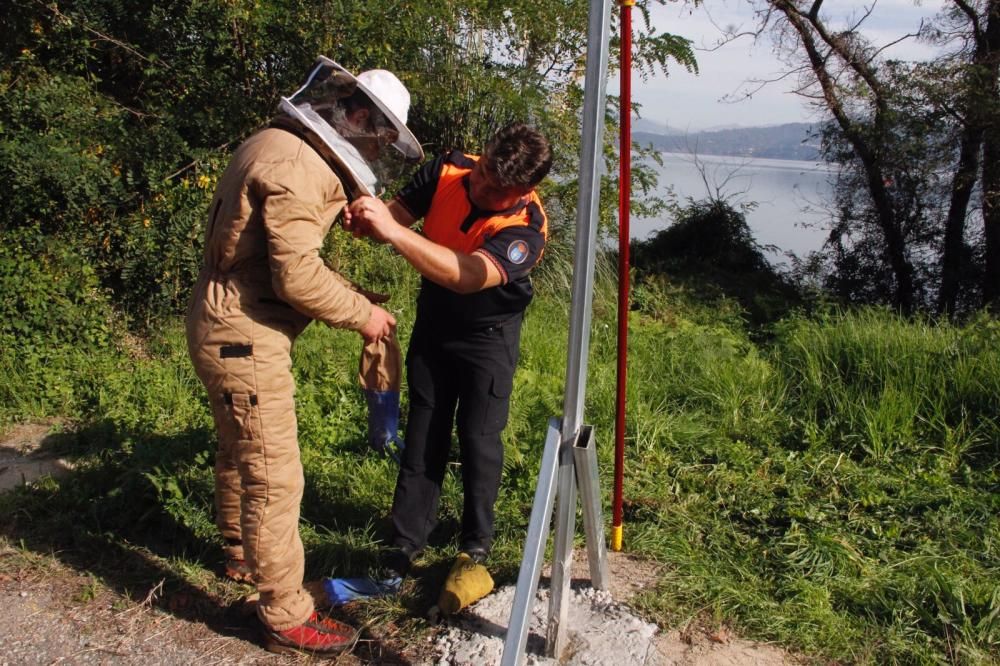 Vilaboa lucha contra la avispa velutina con la ayuda de escaladores // Santos Álvarez