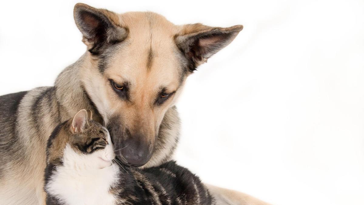 Es más fácil que un cachorro se adapte a un gato adulto y viceversa.