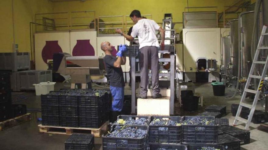 Dos operarios depositan las uvas recolectadas en la mesa de selección de una bodega. Foto