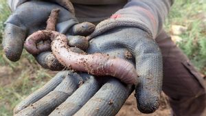 El cuc de terra que desafia Darwin