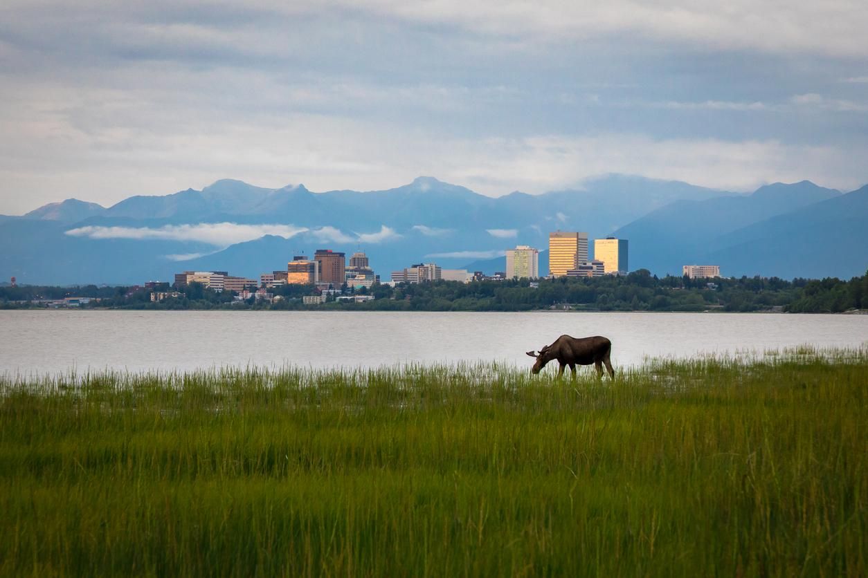 Alce en Achorage, Alaska.