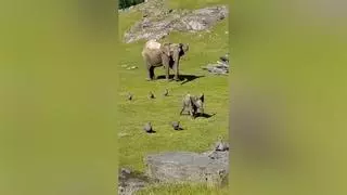 El tierno momento en el que una cría de elefante se cae y corre en busca de su madre