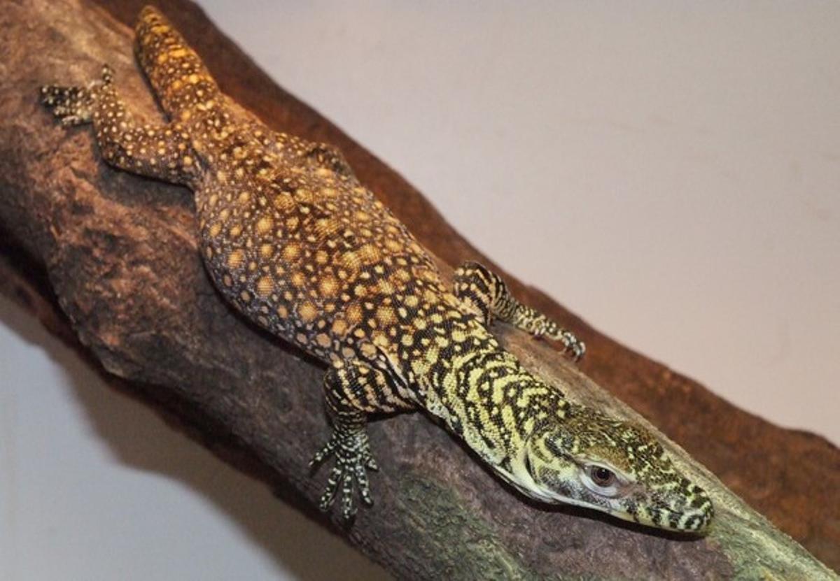 La primera cria de dragó de Komodo al Zoo de Barcelona